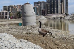 On a recent visit to the Six Points Interchange construction site, I noticed that a seagull has joined the resident Canada Goose in the enjoyment of the local habitat. Jaan Pill photo