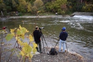 A tripod and a suitable telephoto lens is helpful if you want to get the best possible shots of the salmon jumping up the weir (or whatever it's called). Jaan pill photo