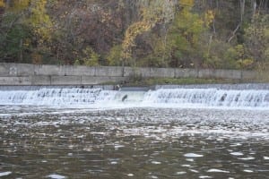 If you look closely, you will see a salmon trying to jump over the Humber River rapids at the Old Mill dam near Old Mill Toronto. The annual salmon run on the Humber River will be the topic of a future series of blog posts - again, when time permits. Jaan Pill photo