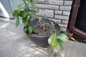 Plant at front of house that has been damaged.