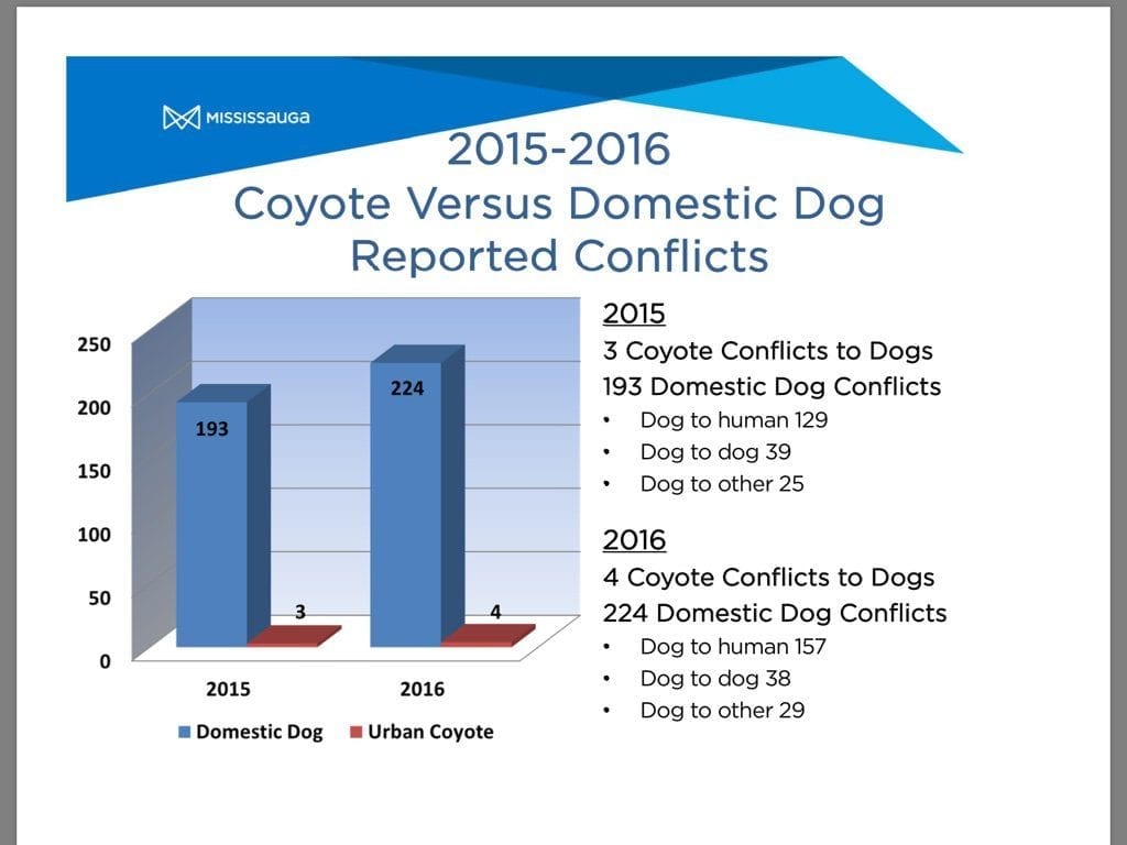 Thnx staff @citymississauga 4 solid data. 2016 attack stats, Dogs 224 Coyotes 4 Still no human ever bitten by Coyote
