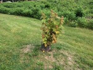 New foliage going profusely from tree stump, July 15, 2017. Jaan Pill photo