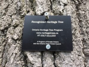 Newly installed plaque at Heritage Tree. Jaan Pill photo