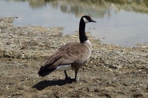 The resident Canada Goose pretty ignored my presence. At one point, however, it decided to look directly at me. Jaan Pill photo