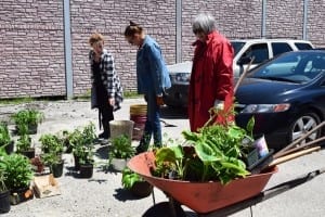 Perennials for the flower beds have arrived at the building from gardens in Mississauga and in some cases from gardens in Long Branch. Jaan Pill photo
